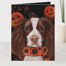 Anglais Springer Spaniel