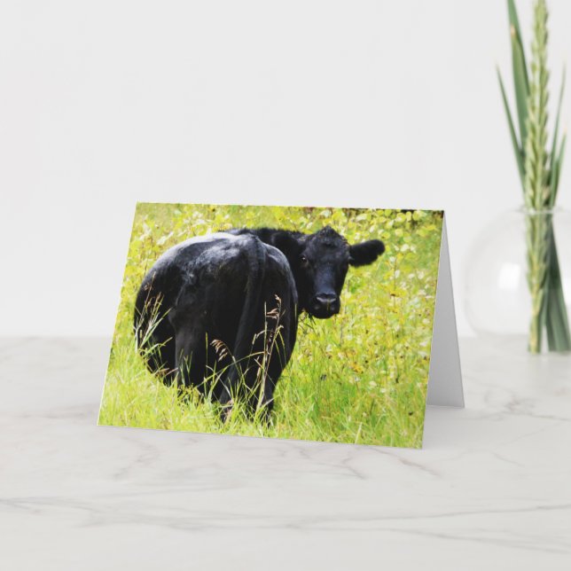 Carte Angus Steer dans l'herbe jaune haute (Devant)