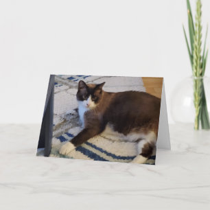 Carte animal de chat Feline