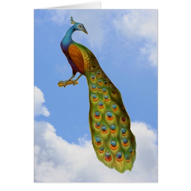 Carte animalière Peacock Blue Sky Nuages (Devant)