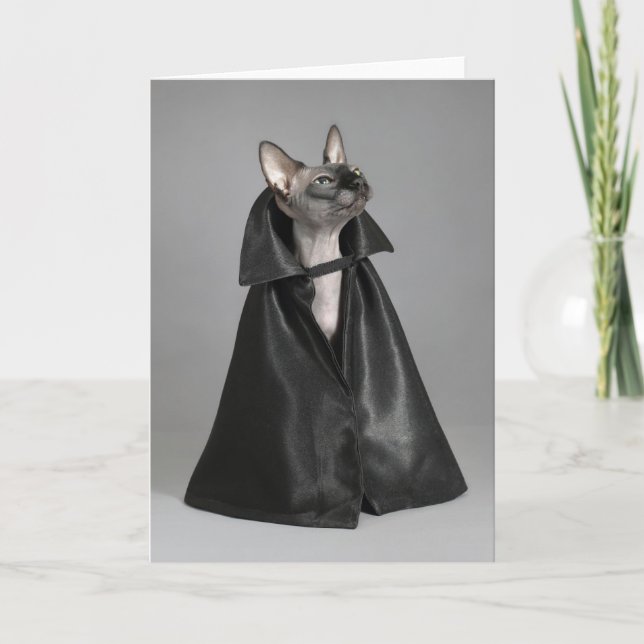 Carte Animaux Bébés les Plus Mignons | Chat sans Poils S (Devant)