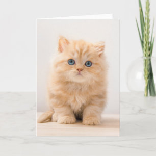 Carte Animaux de bébés cutest A British Longhair Kitte