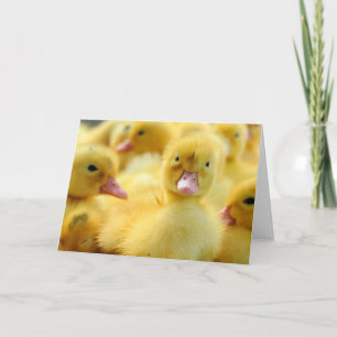 Carte Animaux de bébés cutest Baby Duck Group