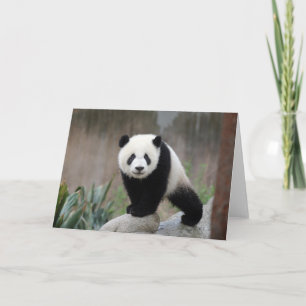 Carte Animaux de bébés cutest Baby Panda géant