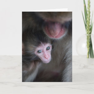 Carte Animaux de bébés cutest Bébé Macaque singe et mè