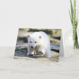 Carte Animaux de bébés cutest   Bébé Ours polaire