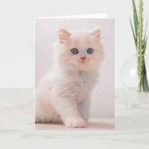 Carte Animaux de bébés cutest Blue Eye Kitten