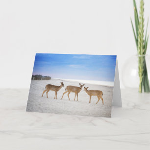 Carte Animaux de bébés cutest   Cerfs sur la plage