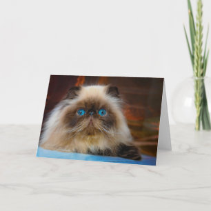 Carte Animaux de bébés cutest   Chat himalayen