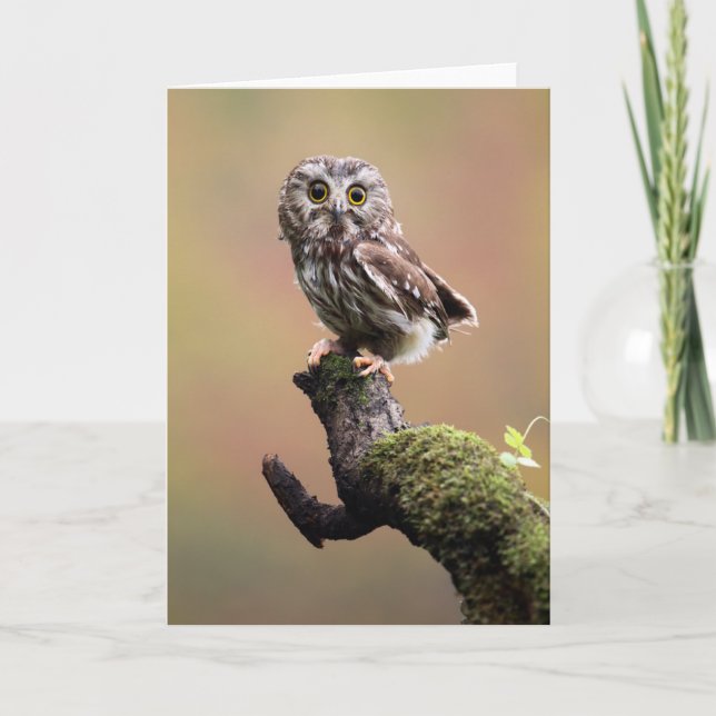 Carte Animaux de bébés cutest | Chouette blanche de la s (Devant)