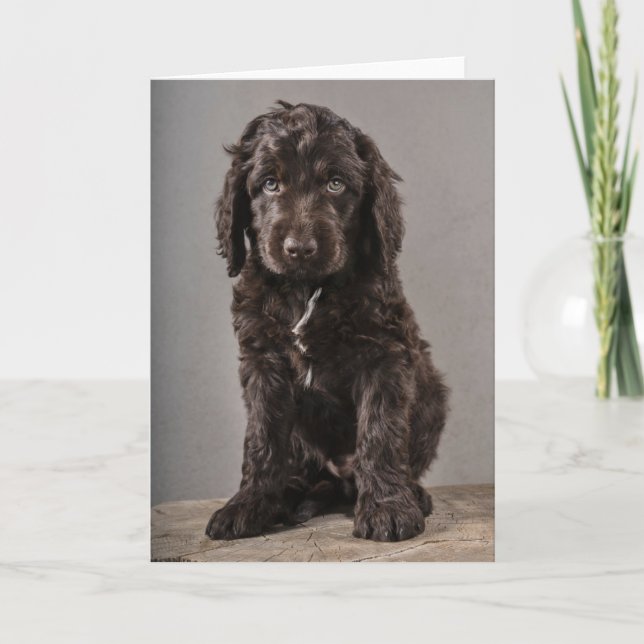 Carte Animaux de bébés cutest | Cockapoo Puppy (Devant)