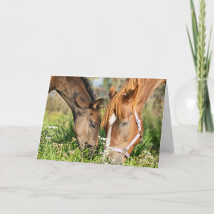 Carte Animaux de bébés cutest Colt à cheval