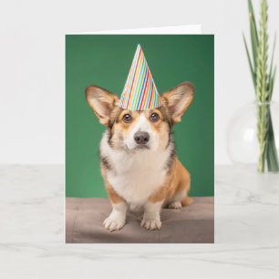 Carte Animaux de bébés cutest   Corgi Anniversaire Chiot