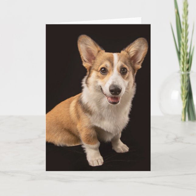 Carte Animaux de bébés cutest | Corgi Portrait sur Noir (Devant)