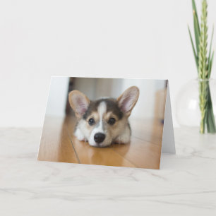 Carte Animaux de bébés cutest   Corgi Puppy