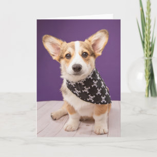 Carte Animaux de bébés cutest Corgi Puppy Skull Bandan