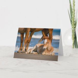 Carte Animaux de bébés cutest   Corolla nouvellement née
