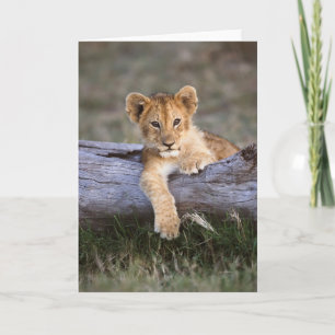 Carte Animaux de bébés cutest   Cute Lion Cub