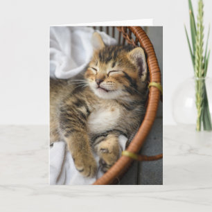Carte Animaux de bébés cutest   Cute Tabby Chat Dormir
