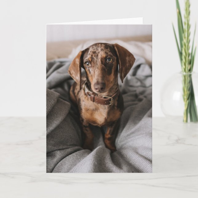 Carte Animaux de bébés cutest | Dachshund Dachshund Dach (Devant)