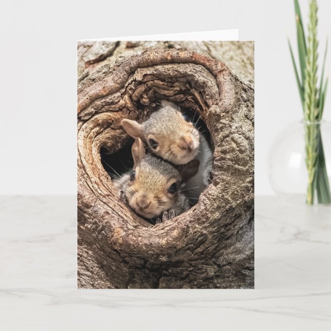 Carte Animaux de bébés cutest | Deux jeunes écureuils (Devant)
