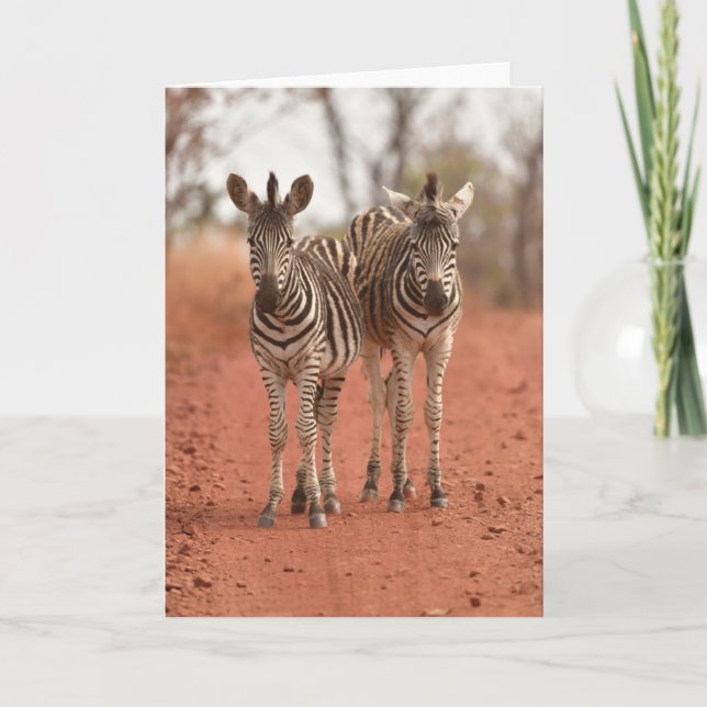 Carte Animaux de bébés cutest | Deux jeunes zèbres (Devant)