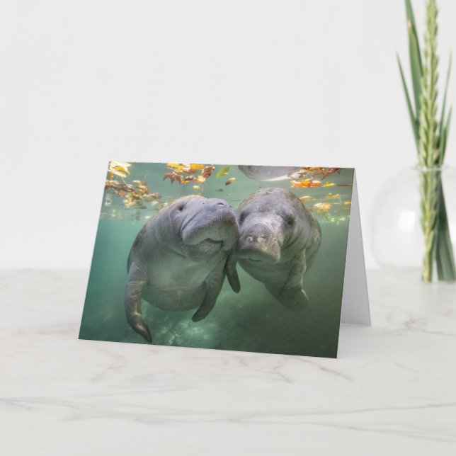 Carte Animaux de bébés cutest | Deux Manatees (Devant)