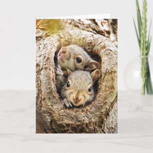 Carte Animaux de bébés cutest   Écureuils curieux