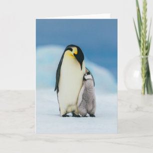 Carte Animaux de bébés cutest Empereur Penguin Chick
