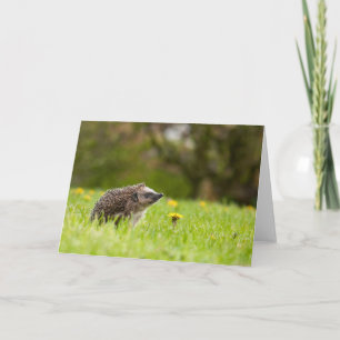 Carte Animaux de bébés cutest Hérisson européen