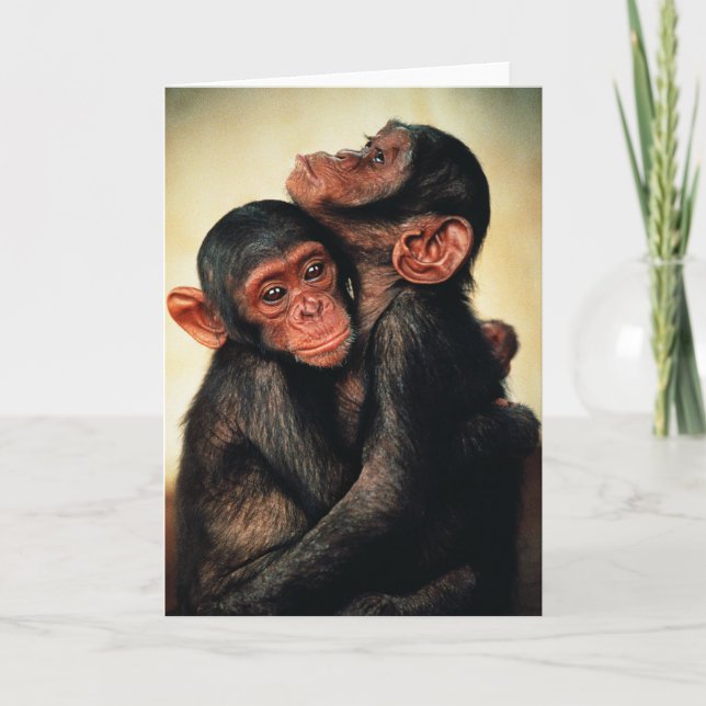 Carte Animaux de bébés cutest | Hug de chimpanzé (Devant)