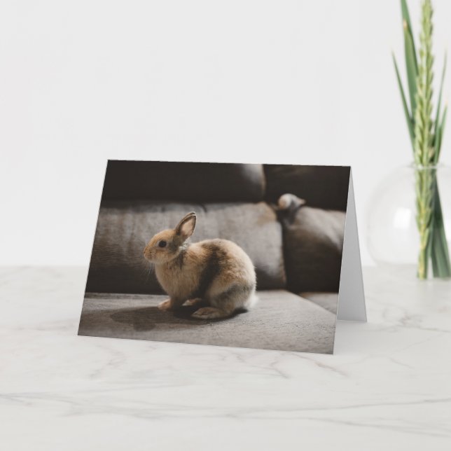 Carte Animaux de bébés cutest | Lapin nain de Pays-Bas (Devant)