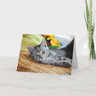 Carte Animaux de bébés cutest   Lounge Kitten