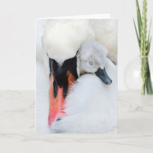 Carte Animaux de bébés cutest   Mère et bébé Mute Swan