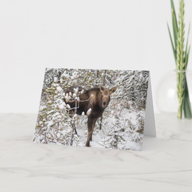 Carte Animaux de bébés cutest | Moose Calf (Devant)