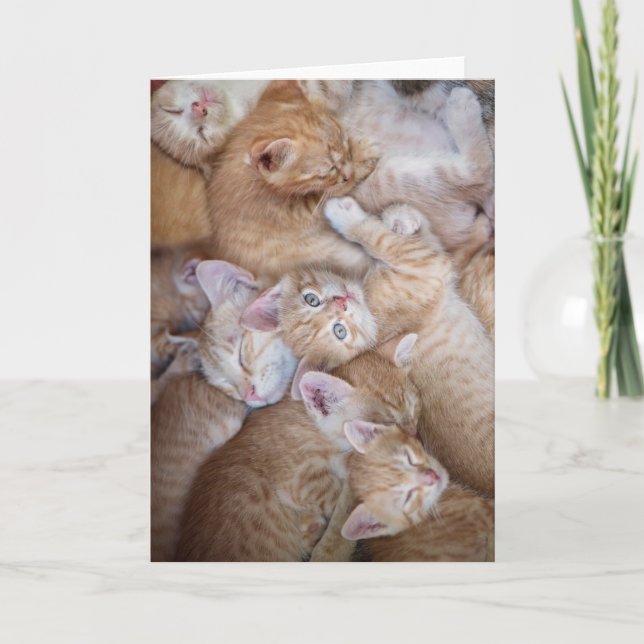 Carte Animaux de bébés cutest | Orange Kitten Pile (Devant)