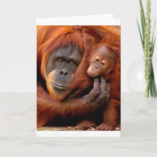 Carte Animaux de bébés cutest | Orangutan Maman & Baby (Devant)