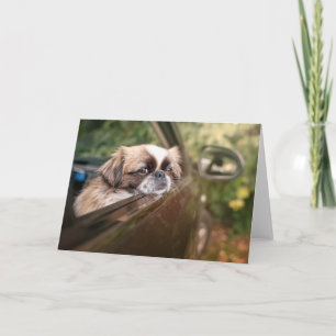 Carte Animaux de bébés cutest Pekingese Chiot en voitu