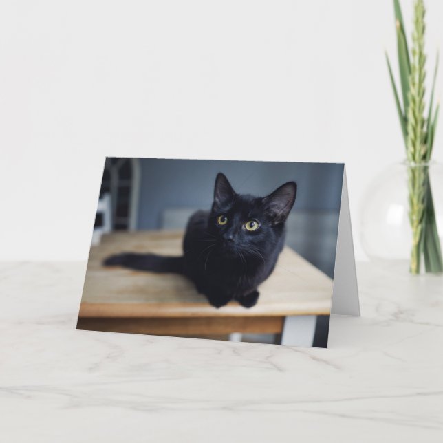 Carte Animaux de bébés cutest | Portrait d'un chat noir (Devant)