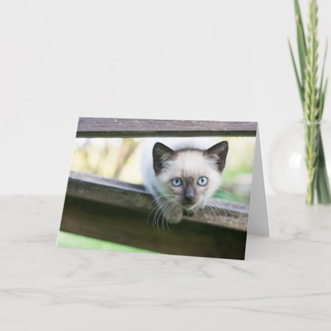 Carte Animaux de bébés cutest | Siamese Kitten 2 (Devant)