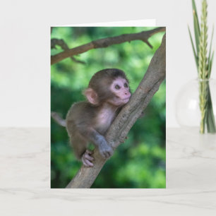 Carte Animaux de bébés cutest Singe bébé