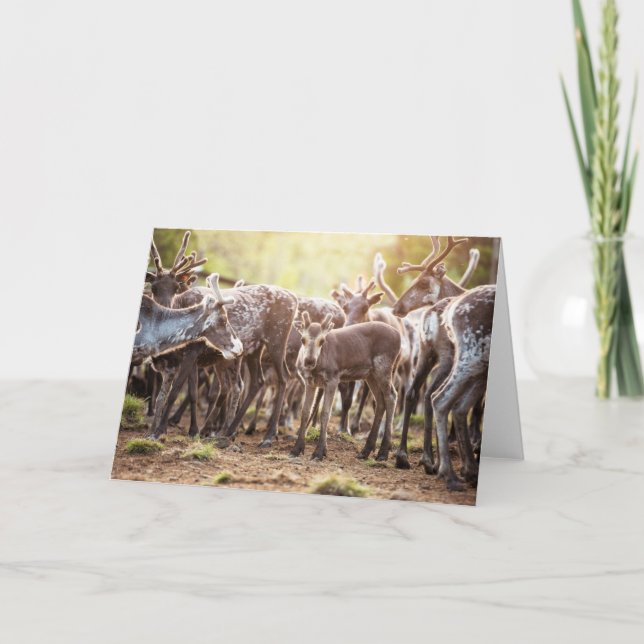 Carte Animaux de bébés cutest | Svalbard Reindeer (Devant)