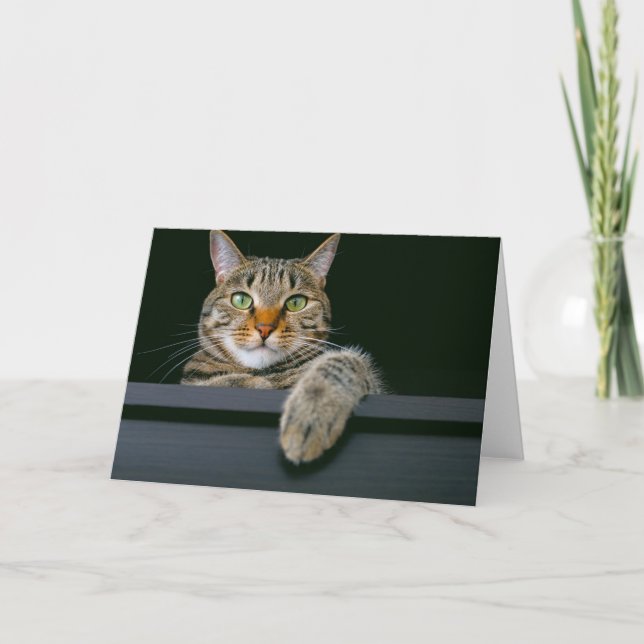 Carte Animaux de bébés cutest | Tête de chat gris Tabby (Devant)