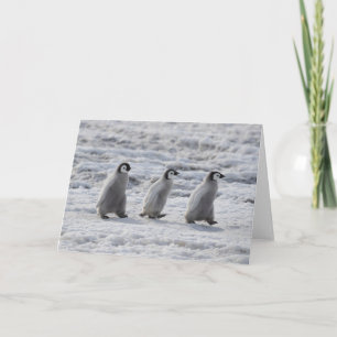 Carte Animaux de bébés cutest Trois Épouses Penguin Em