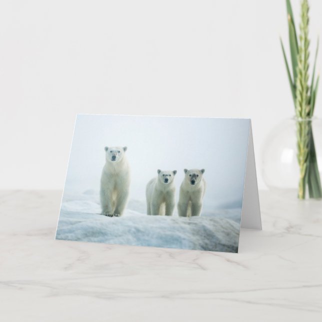 Carte Animaux de bébés cutest | Trois jeunes ours polair (Devant)