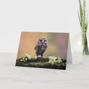Carte Animaux de bébés cutest Un hibou-bébé