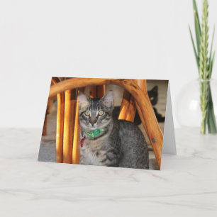 Carte Anniversaire Caspienne Adorable Chat
