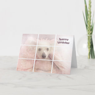 Carte Anniversaire - Chien sans cheveux de race chinoise