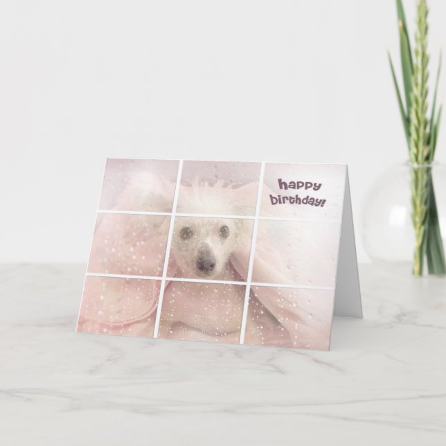 Carte Anniversaire - Chien sans cheveux de race chinoise (Devant)