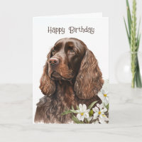 Anniversaire Chocolate Cocker Spaniel